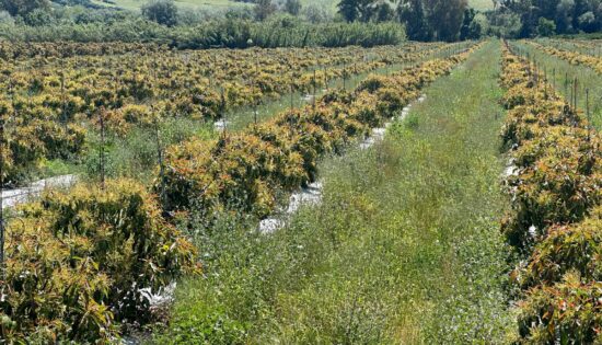 Soluciones Bicapa No Tejido Antihierba