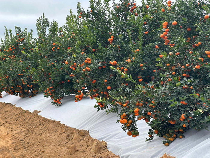 Soluciones Cítricos Bicapa
