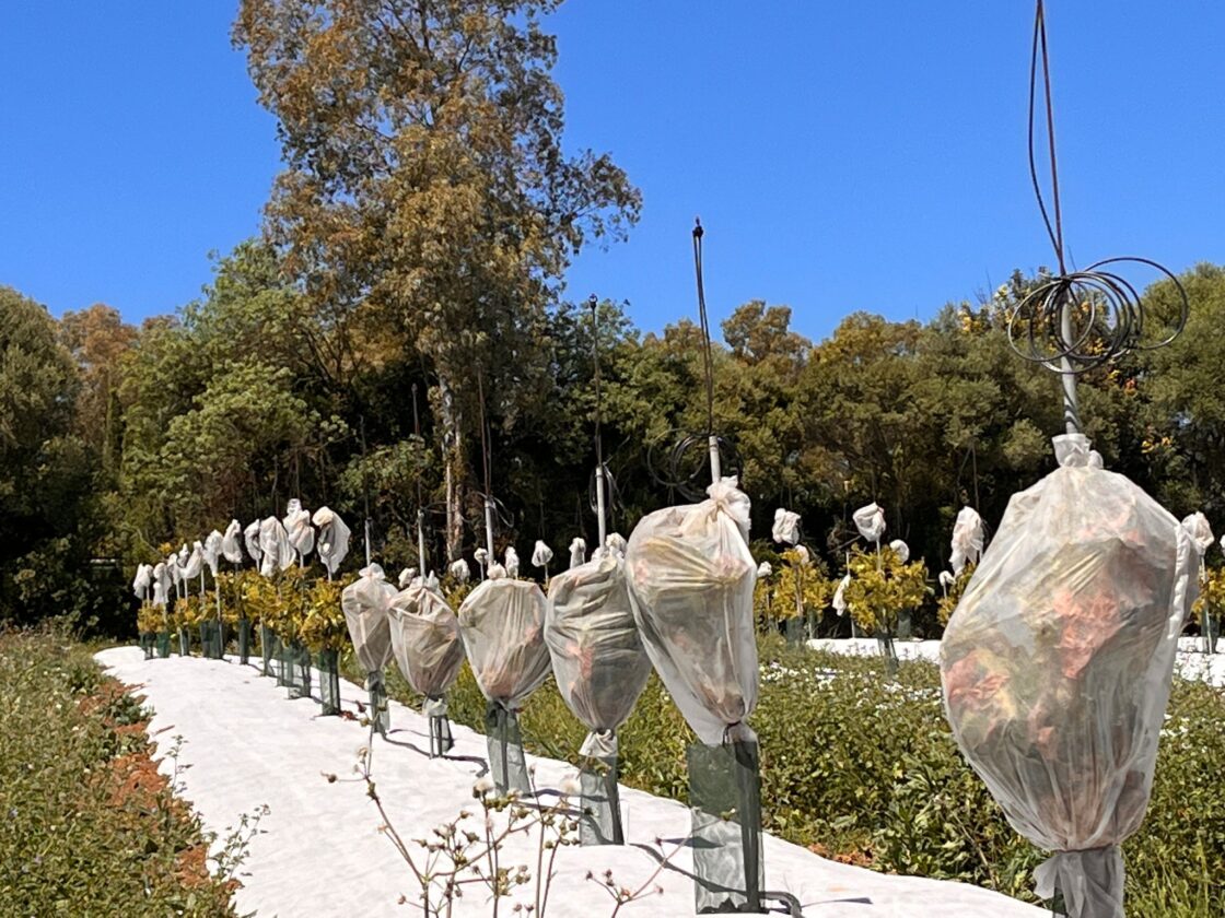 Gaine Tubulaire pour Protéger contre le Froid dans les Cultures d’Avocatier