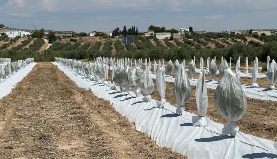 Funda Tubular Para Proteger Frente A Cultivos De Olivar
