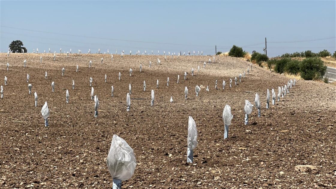 Gaine Tubulaire pour Protéger contre les Insectes tels que les Cicadelles