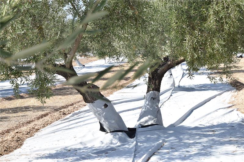 Protector De Troncos Para Cultivo Olivar 1