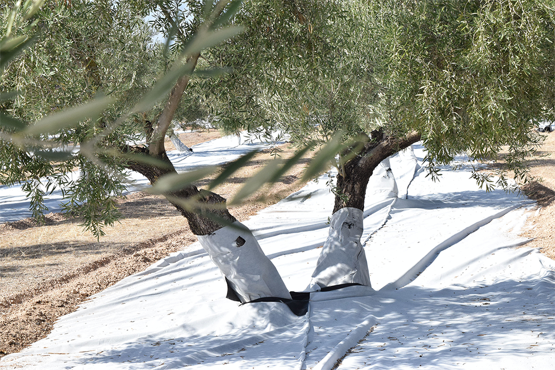 Anti-Tige Double Couche oliviers