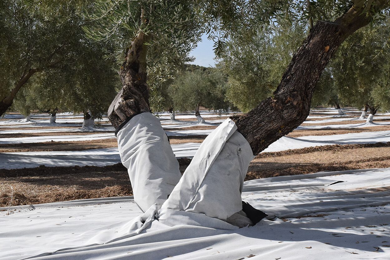 Protector De Troncos Para Olivar 1