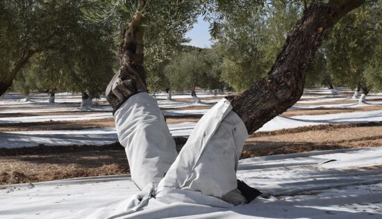 Protector De Troncos Para Olivar 1