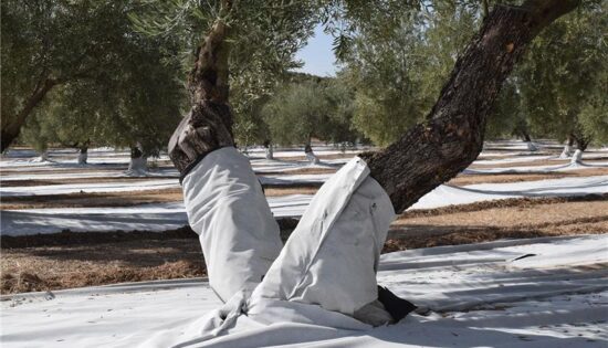 Protector De Troncos Para Olivar