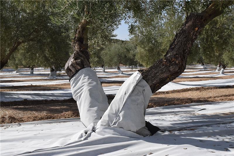 Protector De Troncos Para Olivar
