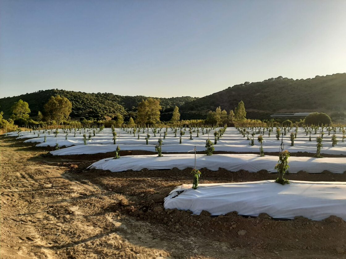 Malla Antihierba Bicapa Dnt Agro