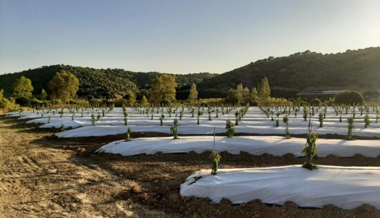 Malla Antihierba Bicapa Dnt Agro