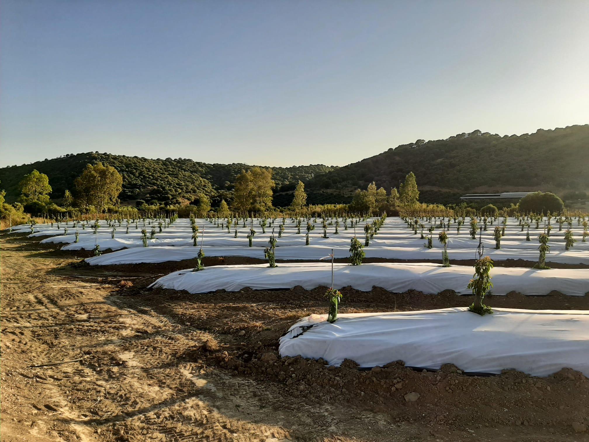 Malla Antihierba Bicapa Dnt Agro