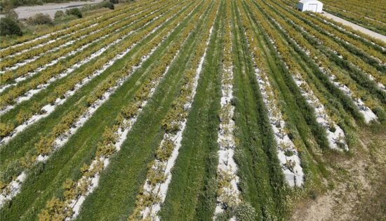 Malla Antihierba Bicapa Evita Las Malas Hierbas