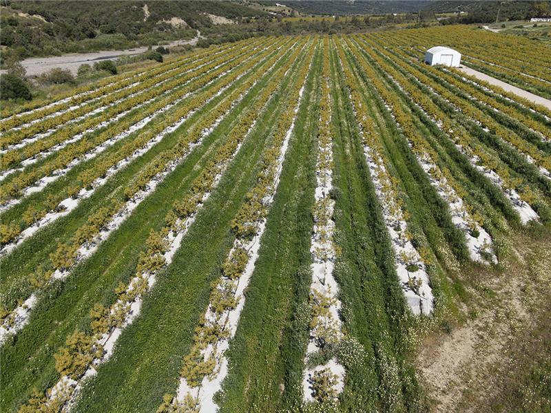 Malla Antihierba Bicapa Evita Las Malas Hierbas