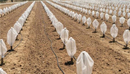 Funda Tubular En Pistacheros