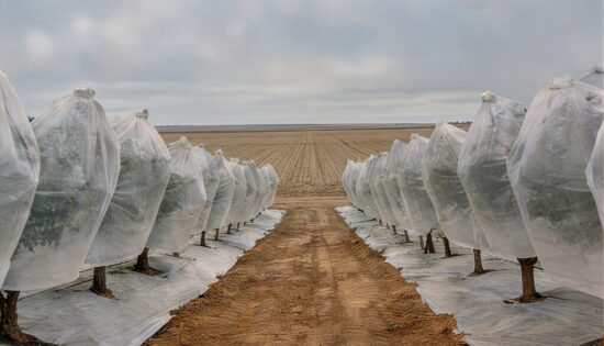 Funda Tubular Para Cítricos. Germinación