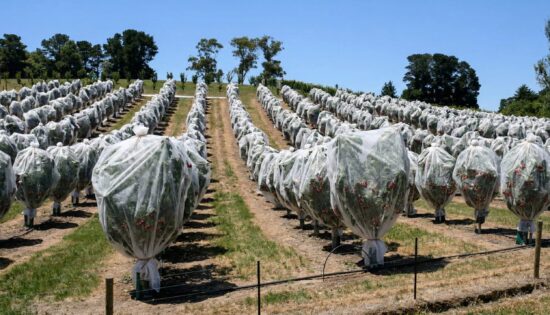 Tubular cover for cherry trees